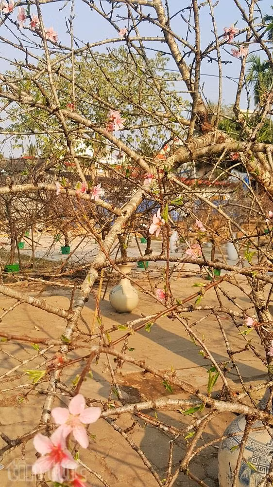 Người Hải Phòng ‘sốt sình sịch’ vì đào rừng ảnh 4
