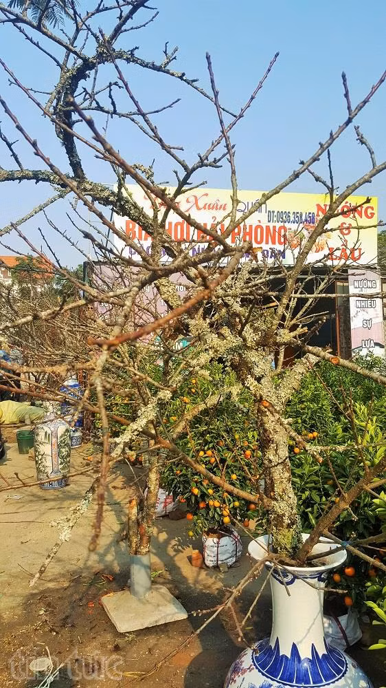 Người Hải Phòng ‘sốt sình sịch’ vì đào rừng ảnh 3