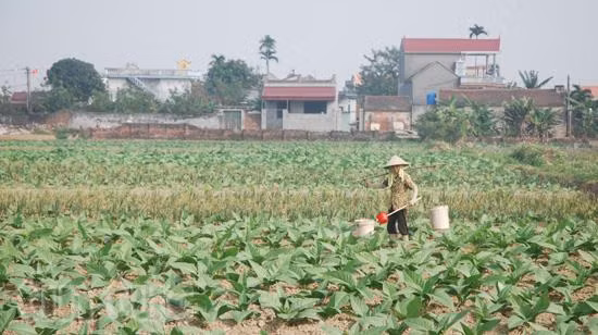 Xuống đồng ngày Xuân ảnh 4