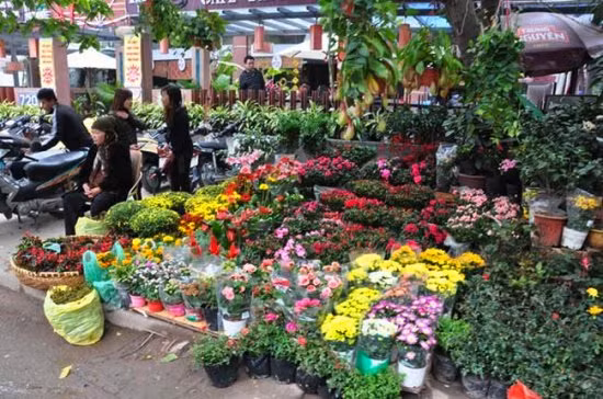 Hà Nội tưng bừng sắc Xuân ảnh 1