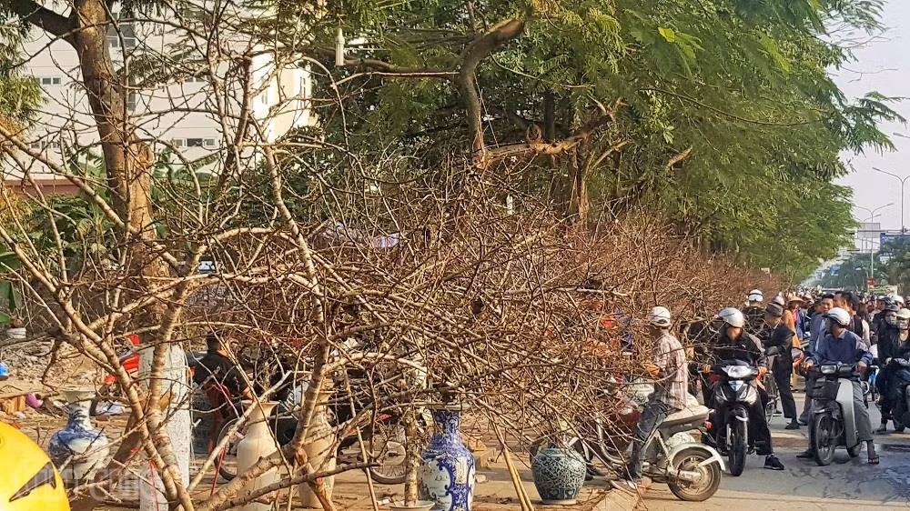 Người Hải Phòng ‘sốt sình sịch’ vì đào rừng ảnh 1