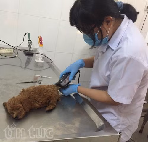 Chăm sóc, làm đẹp cho thú cưng đón tết ảnh 2