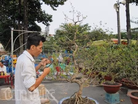 Mai vàng rộn ràng về phố ảnh 3