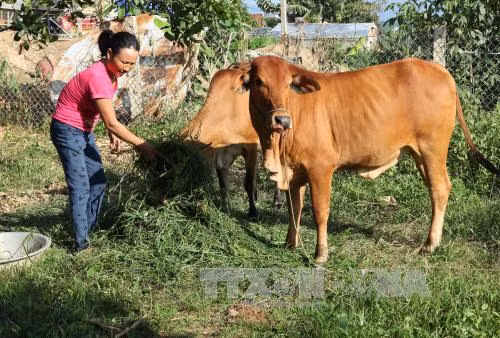 Niềm tin mới để người dân vùng đất khát Krông Pa thoát nghèo ảnh 1