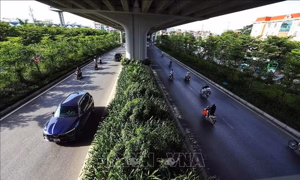 Hà Nội quy định 18 loại cây cấm trồng, 33 loại cây được trồng nơi công cộng