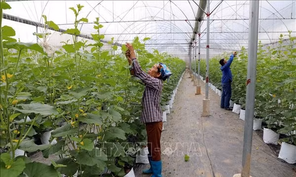 Thúc đẩy sản xuất nông nghiệp theo chuỗi giá trị