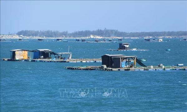 Mô hình nuôi biển đa bậc dinh dưỡng giúp giảm ô nhiễm môi trường