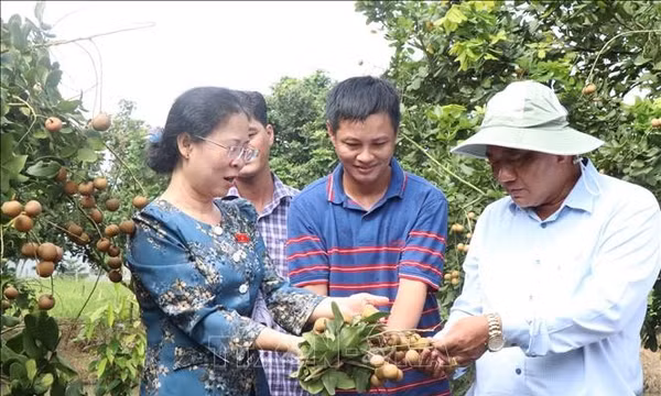 Triển khai chính sách hỗ trợ thực chất phát triển bền vững sản phẩm OCOP