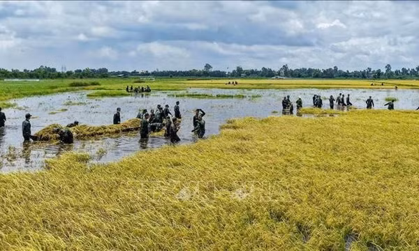 Mưa lũ gây thiệt hại tại vùng Đồng Tháp Mười
