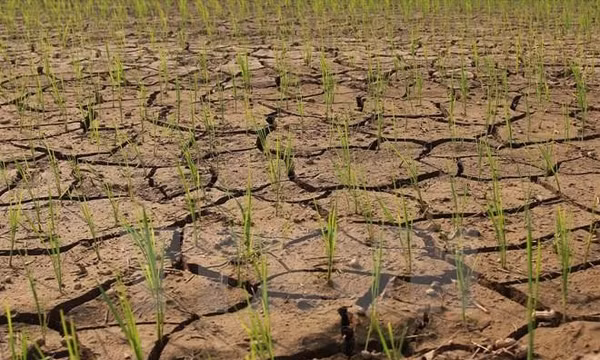 Chủ động ứng phó ảnh hưởng của El Nino mùa khô năm 2026 - 2027