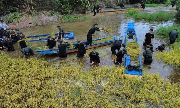 Tây Ninh hỗ trợ người dân gặt lúa chạy lũ