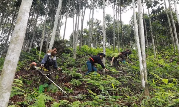 Phê duyệt điều chỉnh Quy hoạch lâm nghiệp thời kỳ 2021 - 2030, tầm nhìn 2050