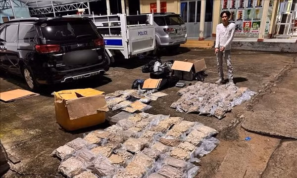 Triệt phá đường dây ma túy liên tỉnh, thu giữ hơn 176 kg cần sa