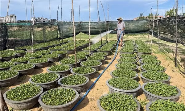 Tiếp vốn cho nông dân giữ nghề trồng hoa Tết