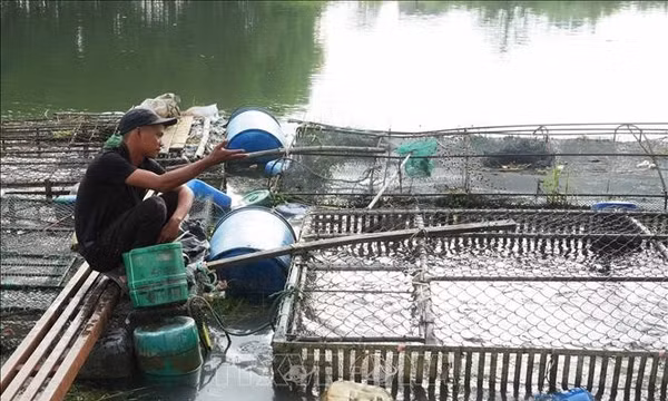 Cá nuôi lồng trên sông Bồ khó tìm đầu ra