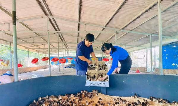 Về quê khởi nghiệp, làm giàu bằng tư duy mới