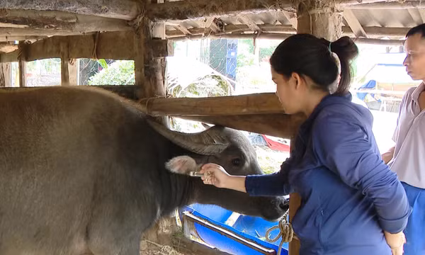 Các địa phương phòng chống dịch bệnh cho đàn vật nuôi