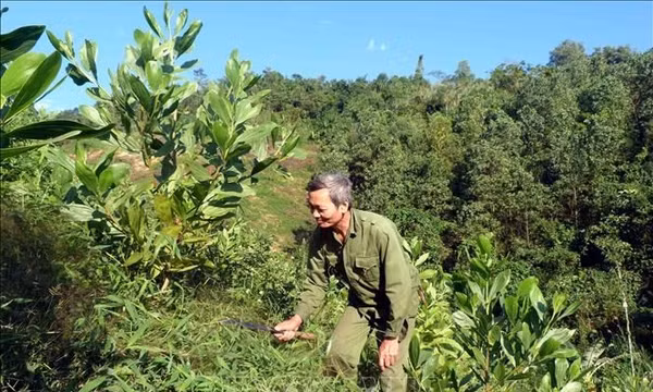 Phát triển kinh tế lâm nghiệp gắn với bảo vệ tài nguyên rừng