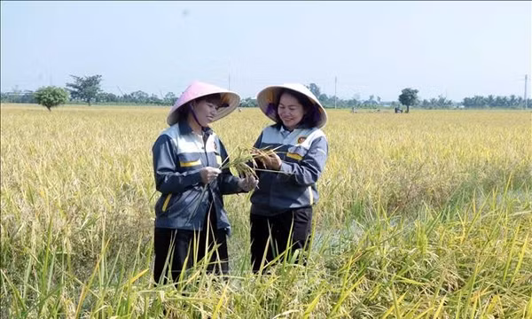 Lợi ích kép từ mô hình canh tác lúa giảm phát thải khí nhà kính