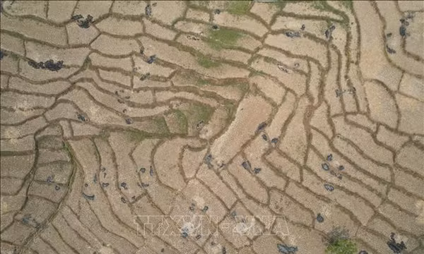 Nguy cơ mất mùa khi El Nino xô đổ hàng loạt kỷ lục nhiệt độ