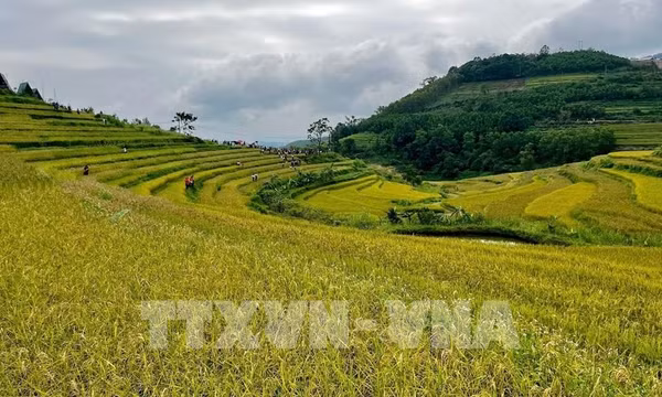 Sắc vàng ruộng bậc thang Miền Đồi níu chân du khách