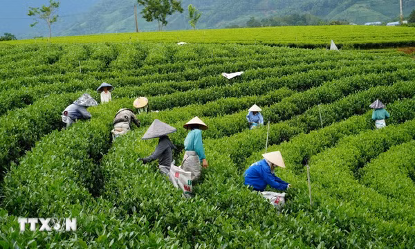 Nâng giá trị sản phẩm OCOP từ lợi thế nông nghiệp và du lịch