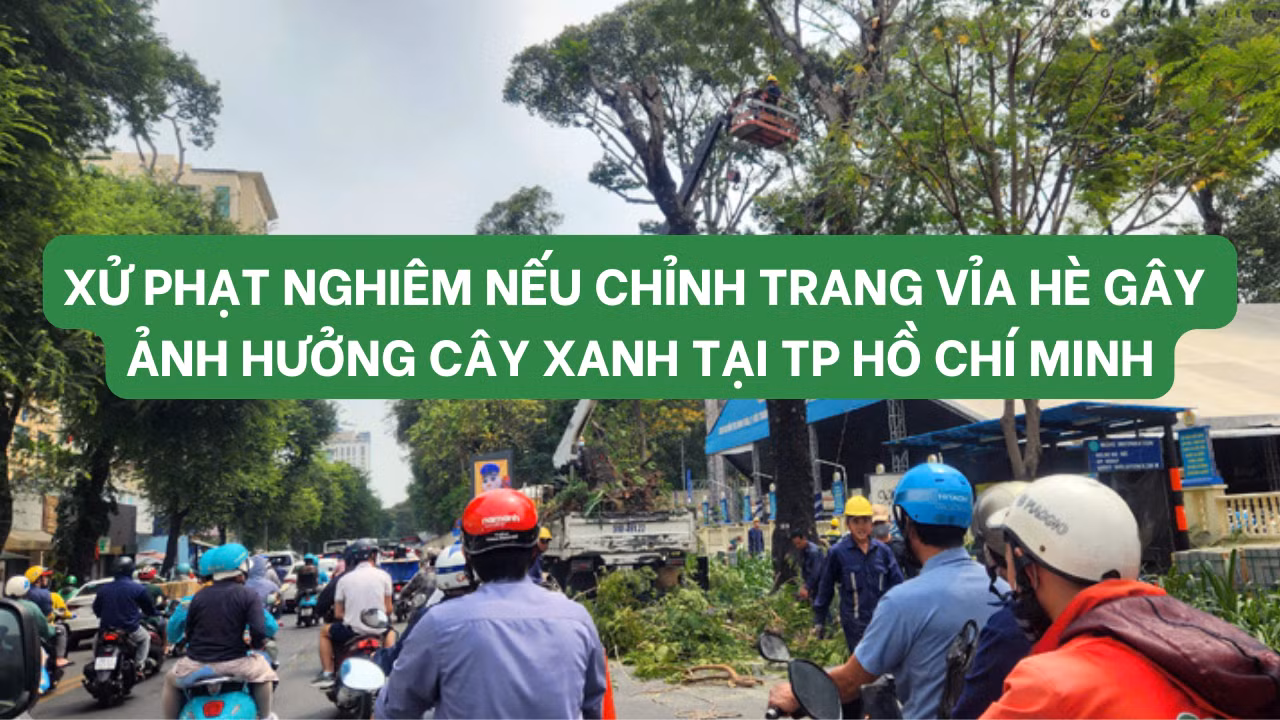 TP Hồ Chí Minh: Xử lý trách nhiệm khi chỉnh trang vỉa hè làm tổn hại cây xanh đô thị
