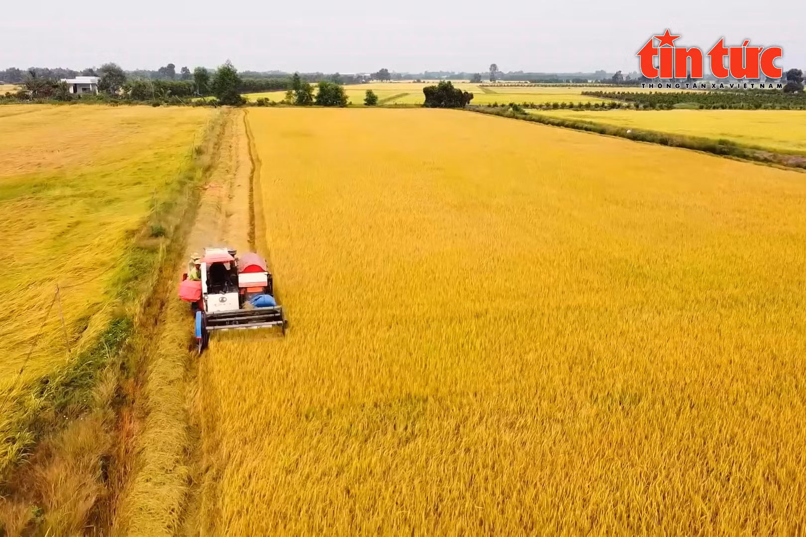 Nông dân hưởng lợi kép từ đề án 1 triệu ha lúa chuyên canh chất lượng cao