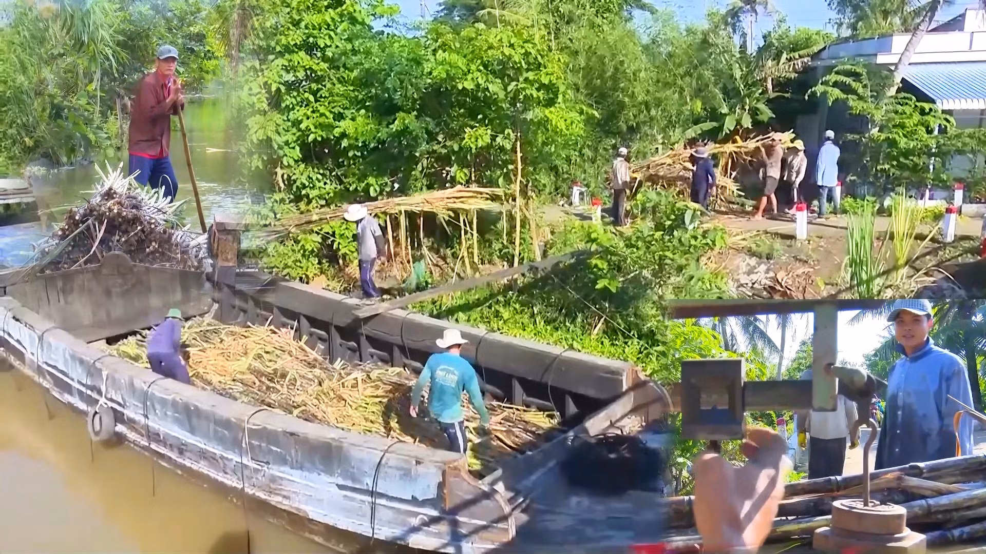 Chuyển đổi mô hình trồng mía ép nước giải khát nông dân Cần Thơ thu lợi cao
