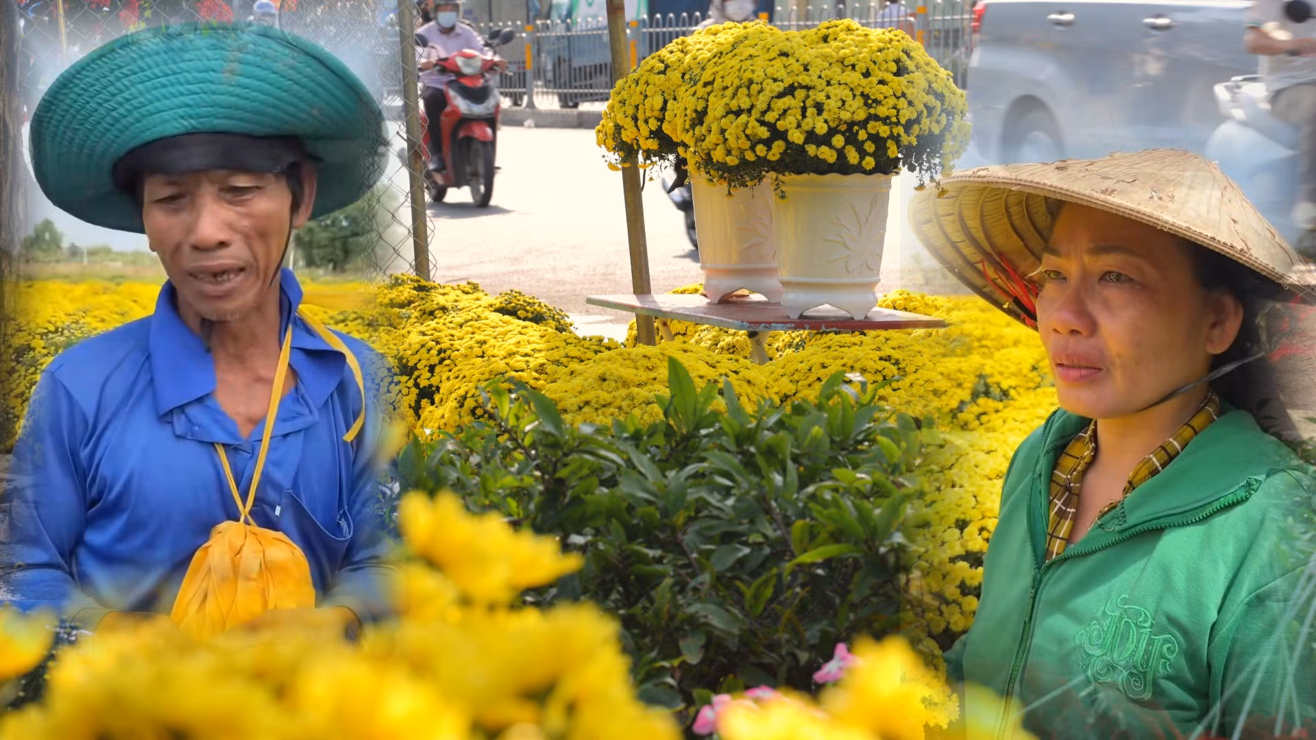 Cúc mâm xôi miền Tây nở sớm, người dân TP Hồ Chí Minh chung tay 'giải cứu'