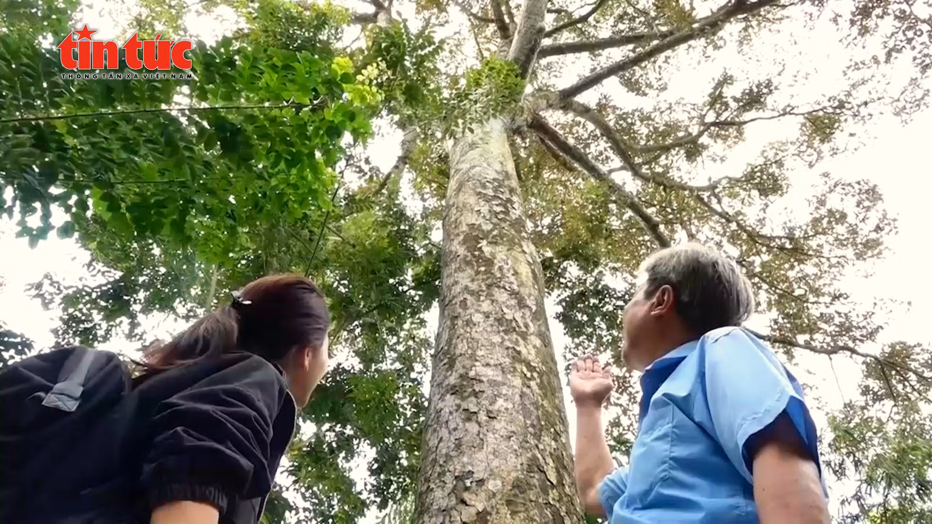 'Cụ' sầu riêng trăm tuổi trên cù lao Tân Lộc - Cần Thơ