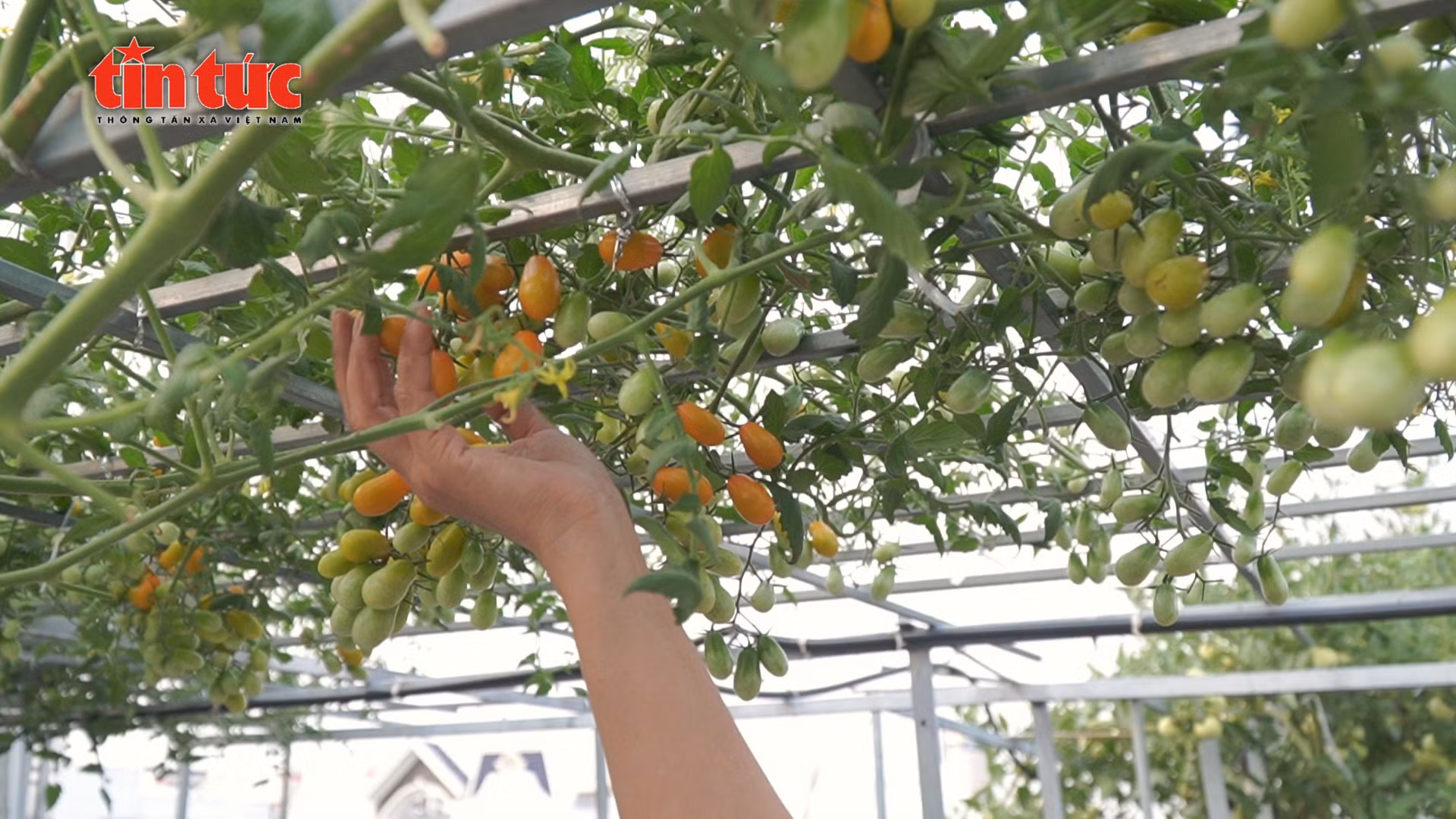 Khu vườn trên cao nuôi dưỡng bình yên giữa lòng thành phố