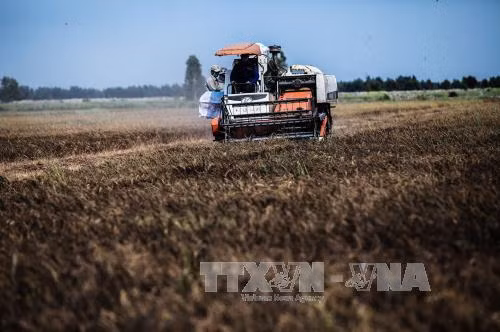 Khoảng đầu tháng 5 xâm nhập mặn cơ bản giảm ở ĐBSCL ảnh 1