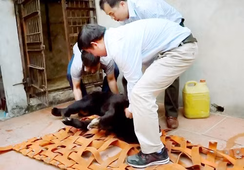 Tịch thu gấu nuôi nhốt trái phép tại Sơn La ảnh 2