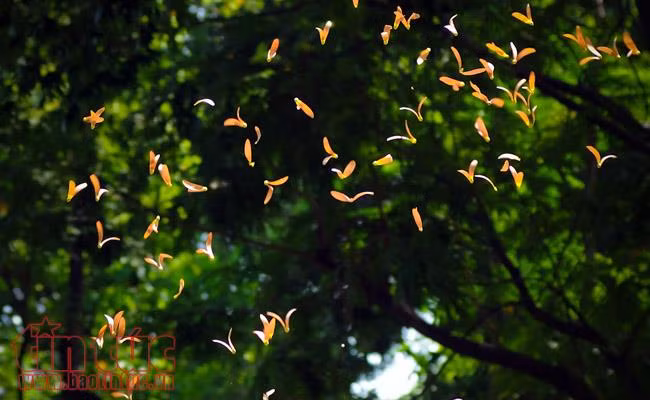 TP Hồ Chí Minh đẹp ngỡ ngàng mùa trái dầu bay ảnh 1