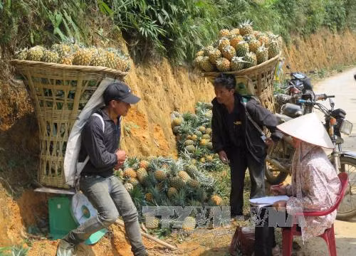 Đằng sau con số xuất khẩu kỷ lục - Bài 2: Thuế về 0 nhưng 'hàng rào' bảo hộ giăng mắc ảnh 1