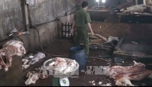  Bắt quả tang một cơ sở giết mổ lợn bị bệnh, lợn chết bán ra thị trường ảnh 1