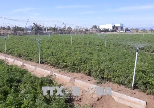 Áp dụng công nghệ tưới tiết kiệm, ứng phó với khô hạn tại Ninh Thuận ảnh 2