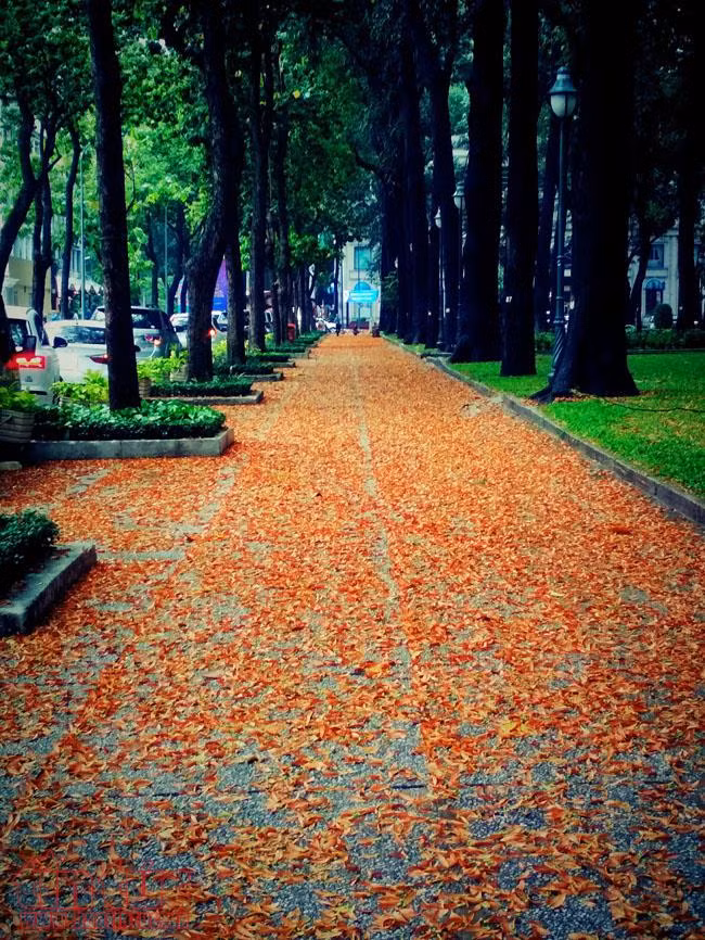 TP Hồ Chí Minh đẹp ngỡ ngàng mùa trái dầu bay ảnh 6