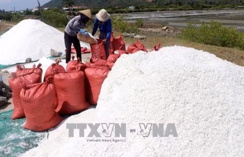 Được mùa nhưng rớt giá, diêm dân Phú Yên bỏ hoang nhiều ruộng muối ảnh 1