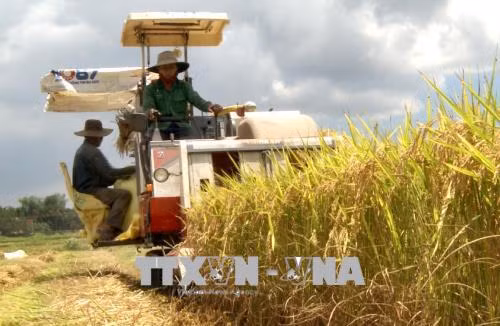 Hiệu quả từ sản xuất lúa gạo hữu cơ chất lượng cao ảnh 1