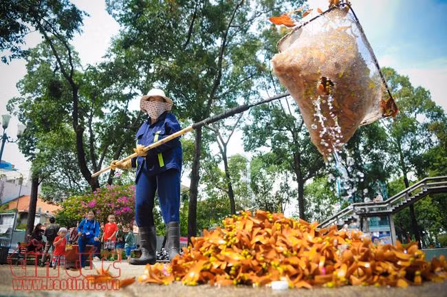 TP Hồ Chí Minh đẹp ngỡ ngàng mùa trái dầu bay ảnh 17