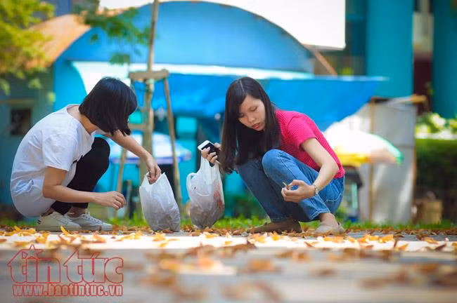 TP Hồ Chí Minh đẹp ngỡ ngàng mùa trái dầu bay ảnh 11