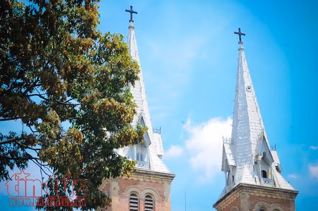 TP Hồ Chí Minh đẹp ngỡ ngàng mùa trái dầu bay ảnh 3