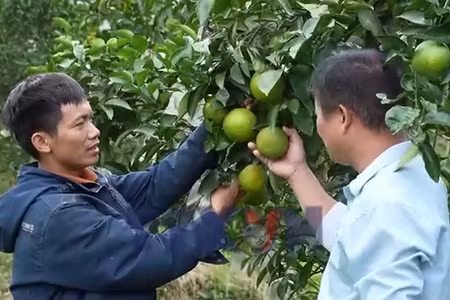 Hà Tĩnh nâng giá trị cam đặc sản nhờ sản xuất hữu cơ