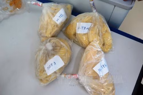 50% mẫu măng tươi tại Hà Tĩnh chứa vàng ô ảnh 1