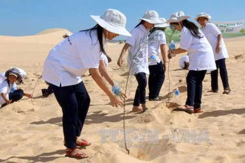 Chặn đứng nạn cát bay, cát nhảy ảnh 2