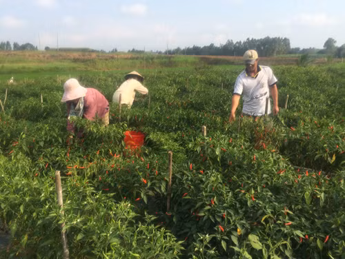 Diện mạo nông thôn vùng cách mạng KBang ảnh 1