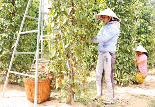 Tháng Tư ở đảo Ngọc ảnh 3