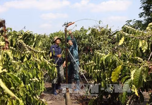 Tây Nguyên thiếu công trình thuỷ lợi phục vụ thâm canh cà phê ảnh 1